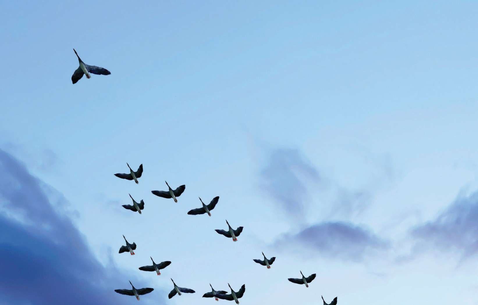 Future of Migration 2020