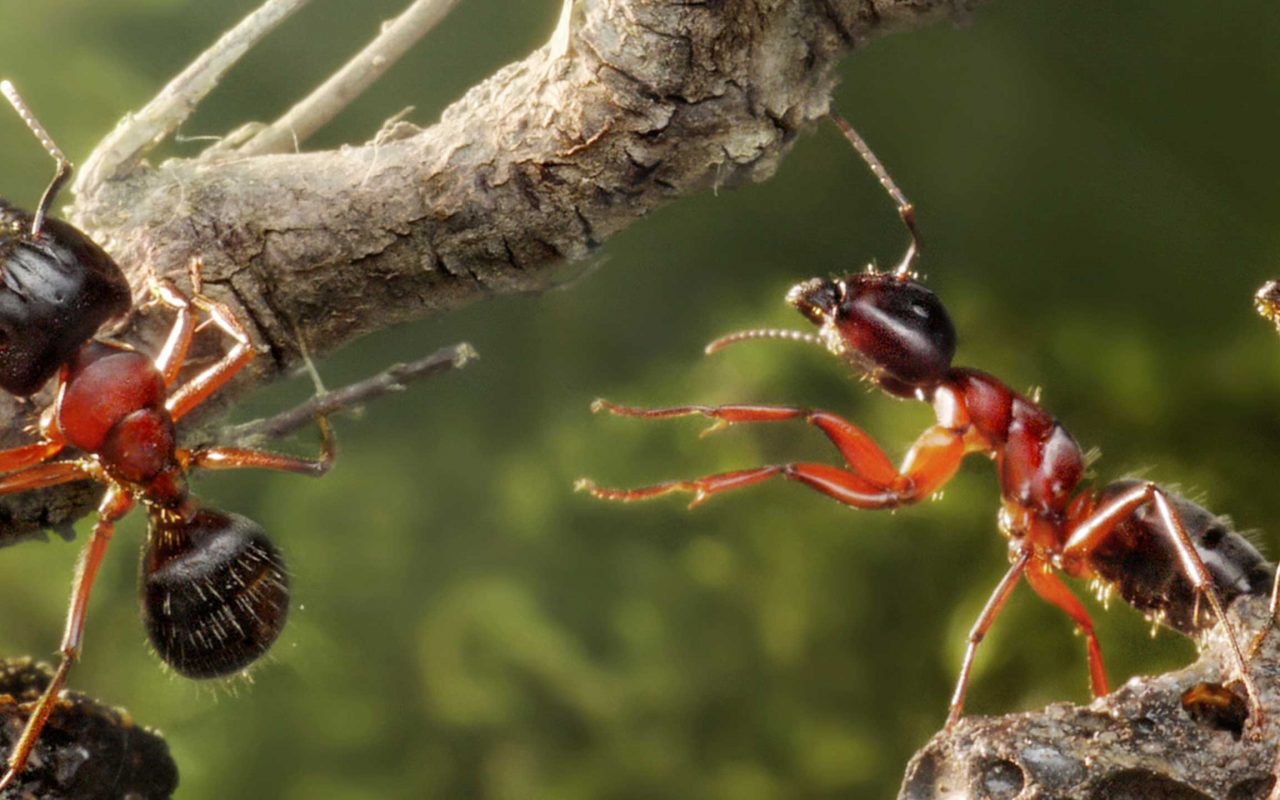 Deeper Collaboration (2025)