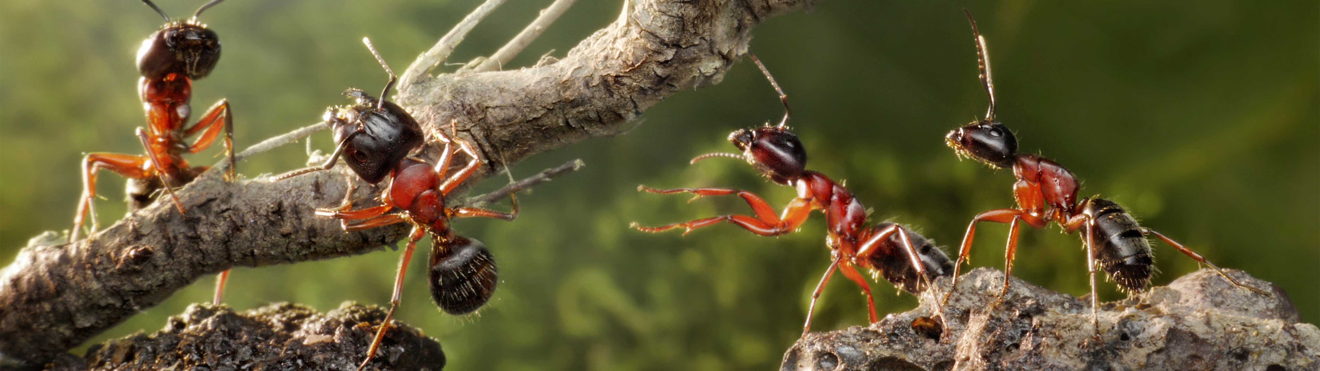 Deeper Collaboration (2025)
