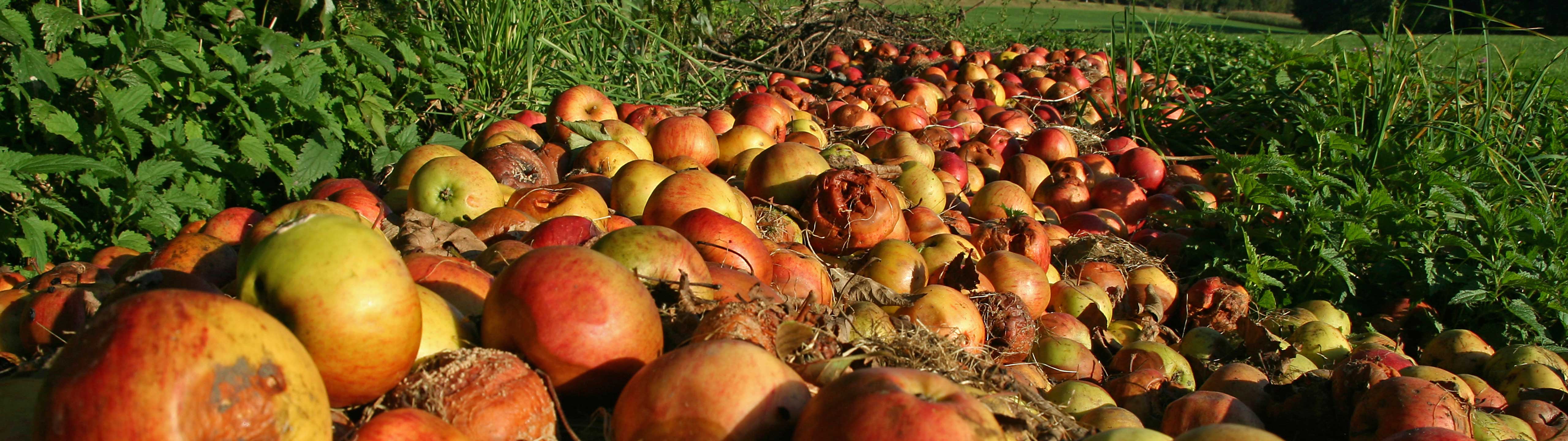 Food Waste (2025)