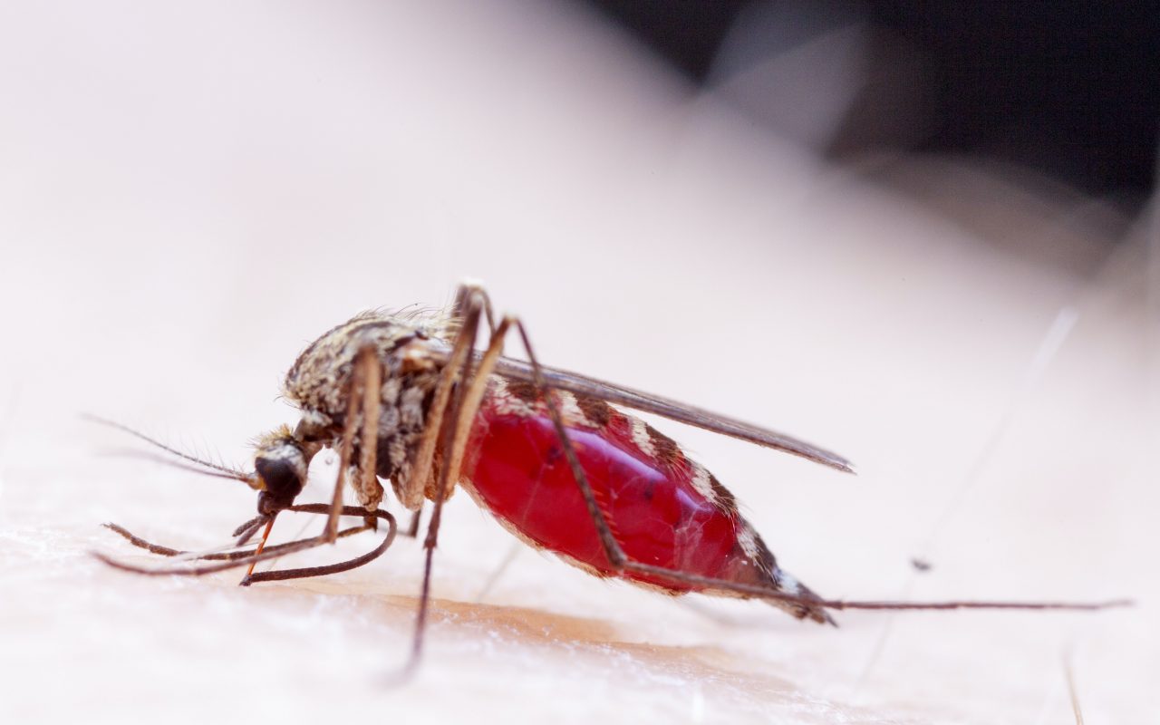 Migrating Diseases (2030)